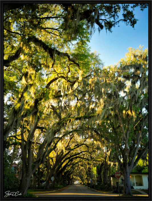 Main image Magnolia Morning