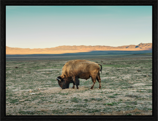 Main image Guardian of the Range